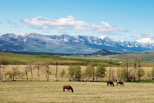 Pferdeweide vor der Livingstone Range – ländliche Gastregion in Alberta